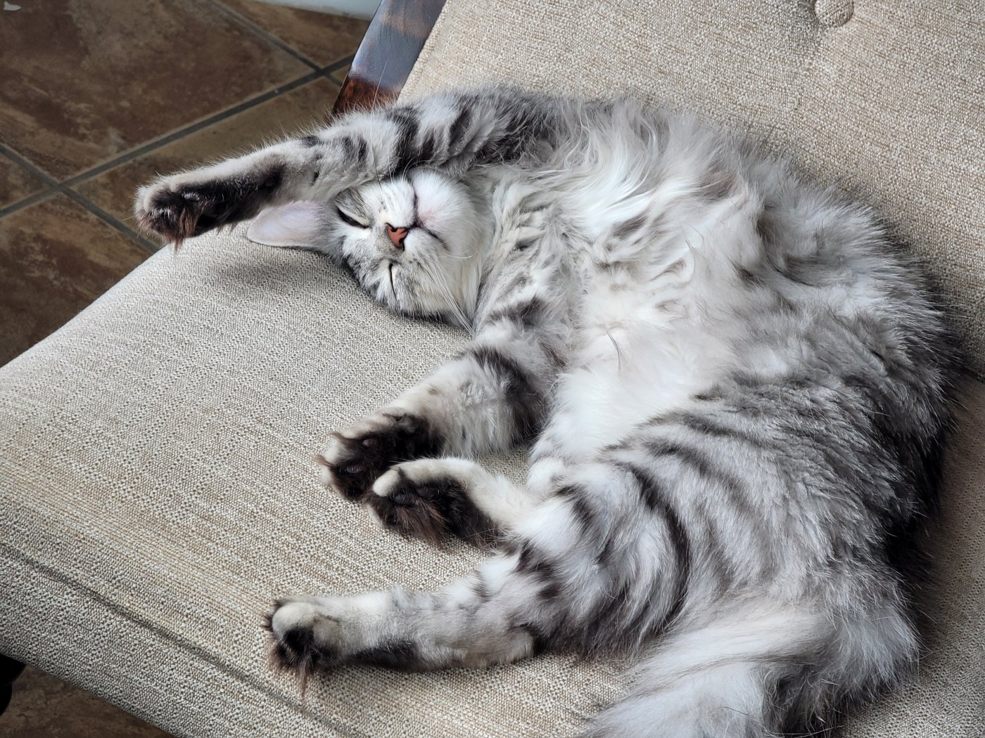 Our Siberian cats curled up together at home