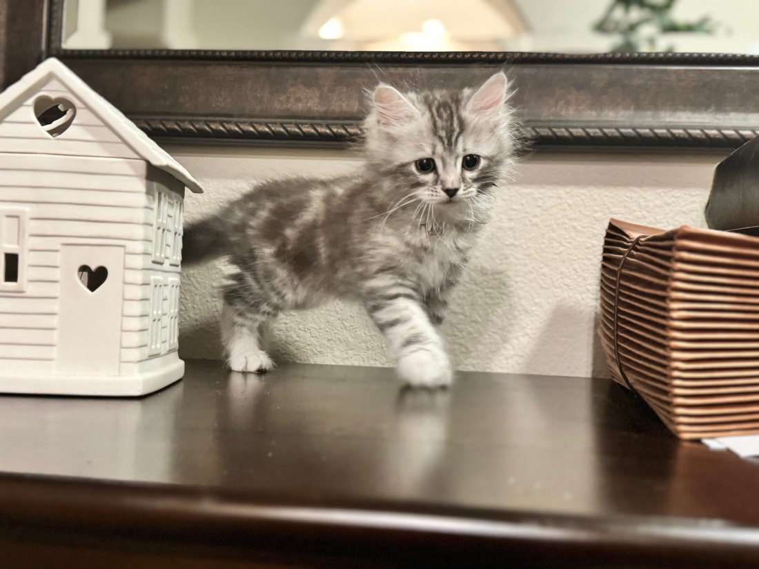 Leo