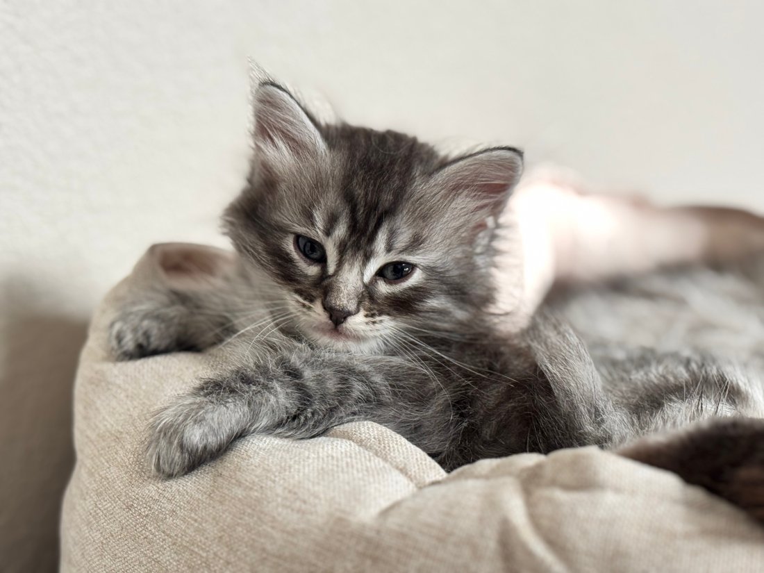 Another photo of Stripes
