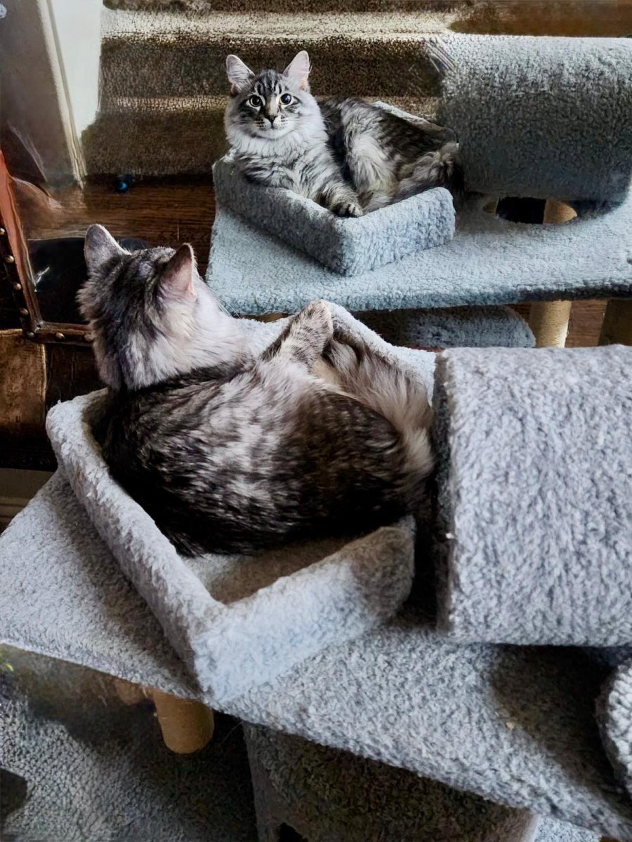 Siberian kittens enjoying their cat tree at home