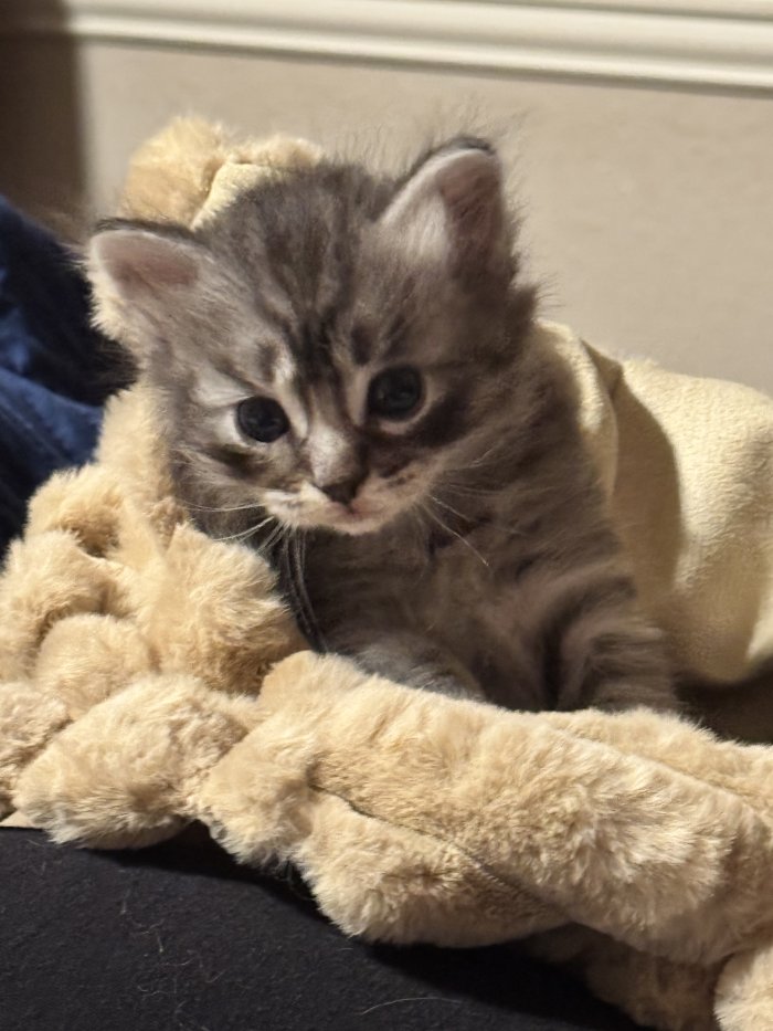 Java, Silver classic tabby Siberian cat