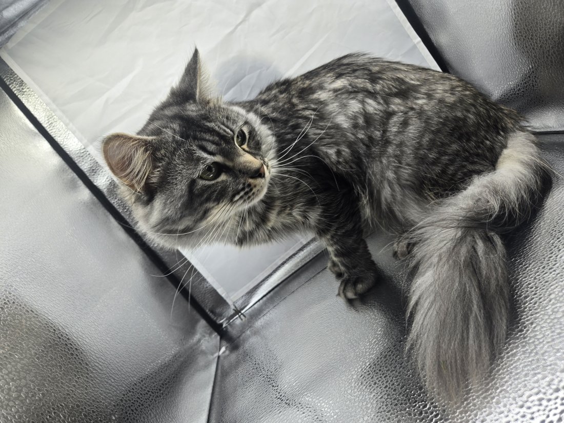 Another photo of Jafar