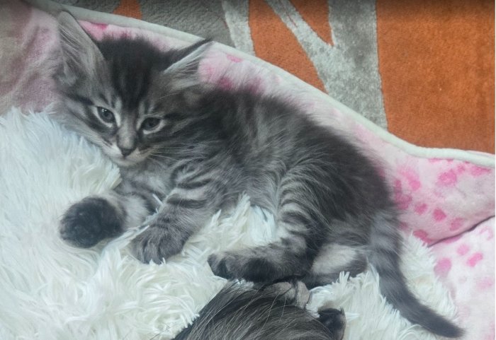 Stripes, Dark tabby Siberian cat