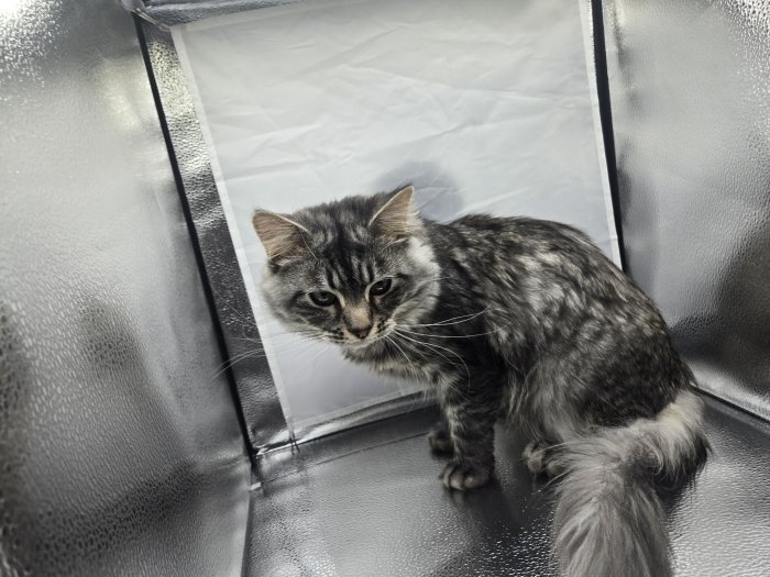 Jafar, Silver mackerel tabby Siberian cat