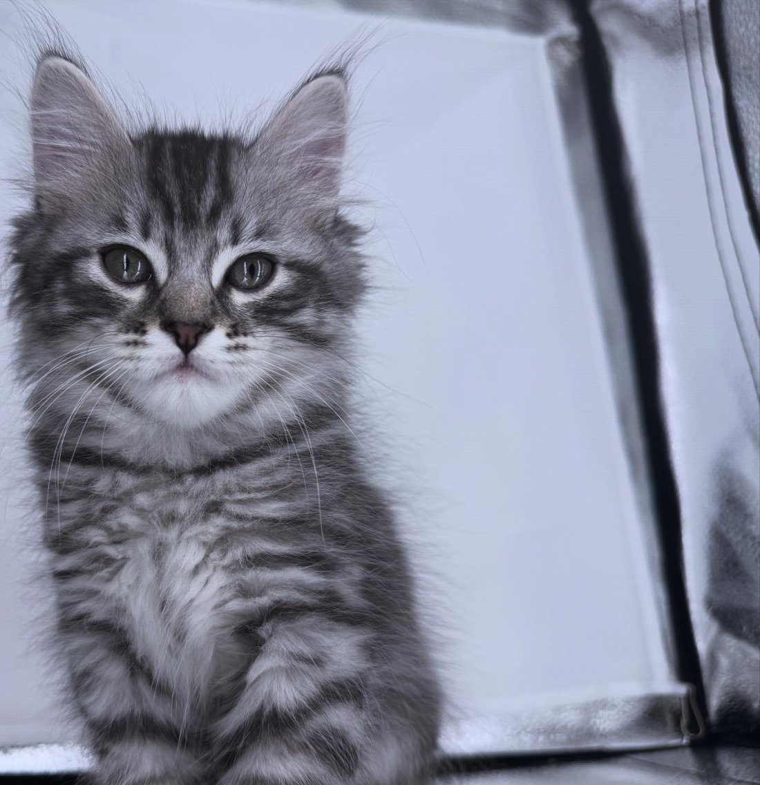 Another photo of Silver